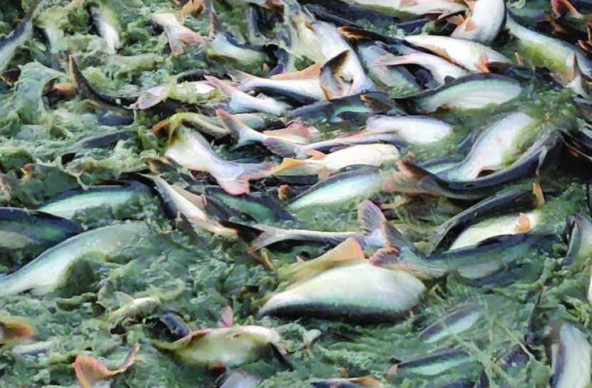 দেশে প্রথম মাছের ভ্যাকসিন উদ্ভাবন