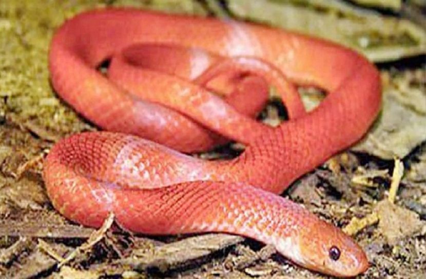 পঞ্চগড়ে বিরল প্রজাতির সাপ উদ্ধার