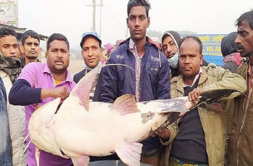 এক বাঘাইড় ৪১ হাজার টাকা