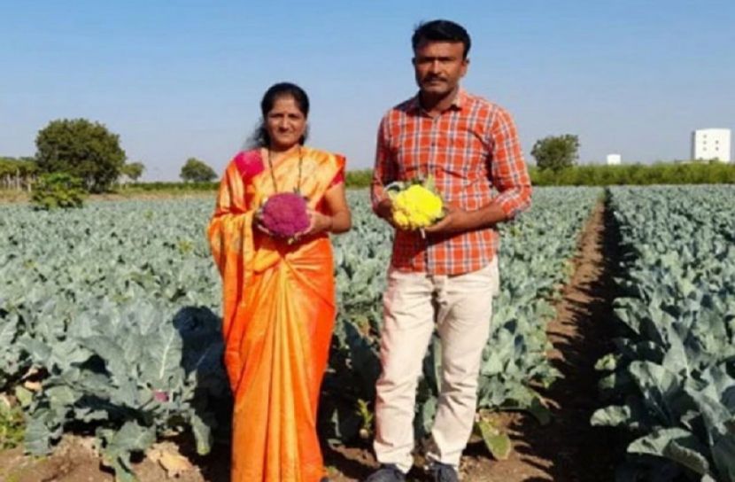 হলুদ-বেগুনি ফুলকপি বেচে আয়  ১৬ লাখ টাকা!