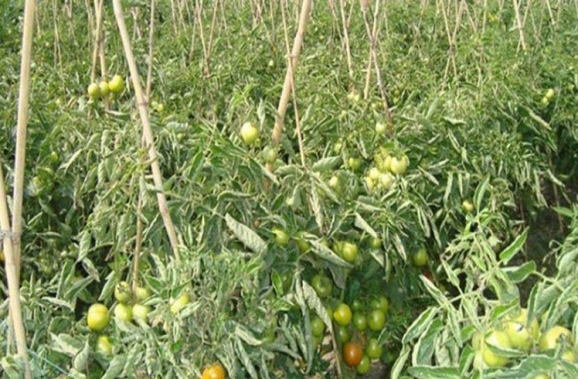 টমেটো বিক্রির নিশ্চয়তা পেলেন বরেন্দ্র অঞ্চলে কৃষকরা