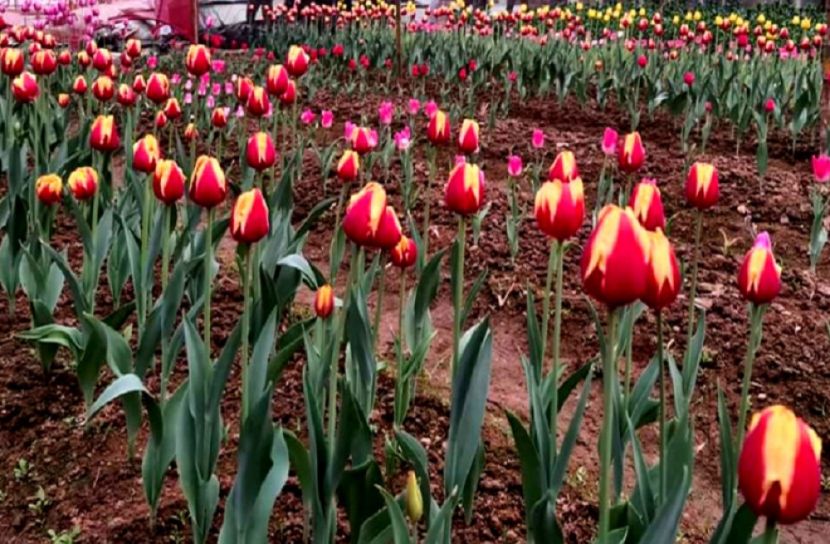 টিউলিপ ফুলের বাজার তৈরি করতে হবে : ড. আব্দুর রাজ্জাক
