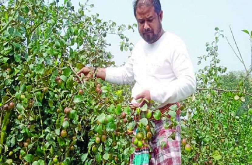 কাশ্মিরি আপেল কুলে ভাগ্য বদল