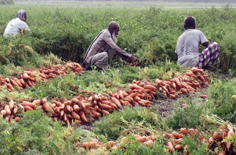 মধ্যপ্রাচ্যে রফতানি হচ্ছে সিংগাইরের গাজর  