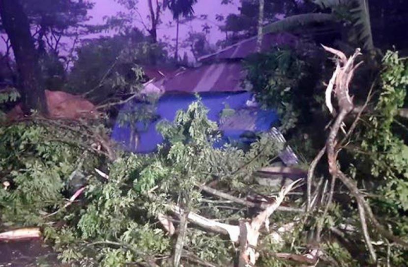 গাছচাপায় গৃহবধূর মৃত্যু