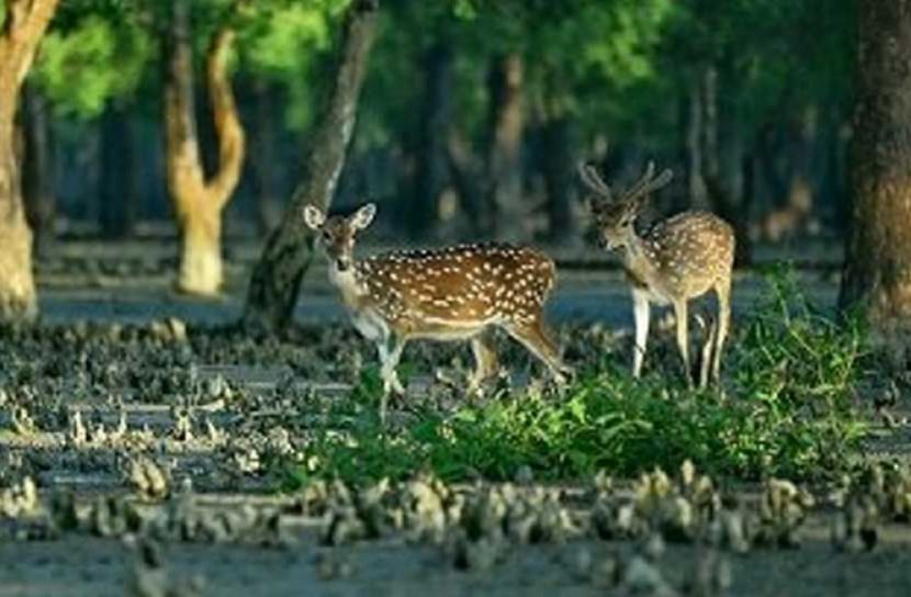 আজ সুন্দরবন দিবস