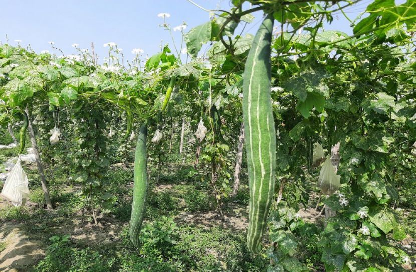 বিপাকে চরাঞ্চলের চিচিঙ্গা চাষীরা