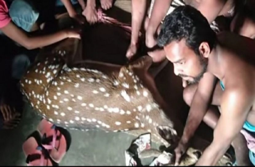 শ্রীপুরে লোকালয় থেকে হরিণ উদ্ধার