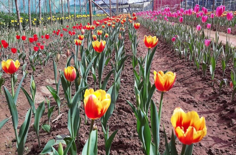 বরফের দেশের টিউলিপ ফুটেছে শ্রীপুরের মাটিতে