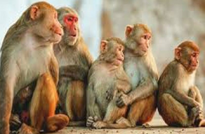 যমজ শিশু চুরি করে হত্যা করলো বানর