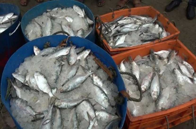 চাঁদপুরে জাটকাসহ আটক ২