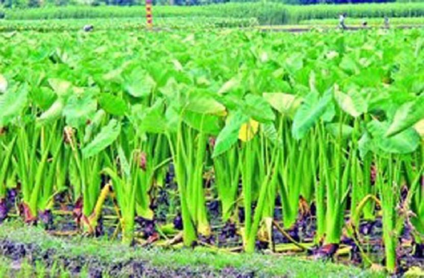 কুমিল্লার কচু এখন বিদেশে