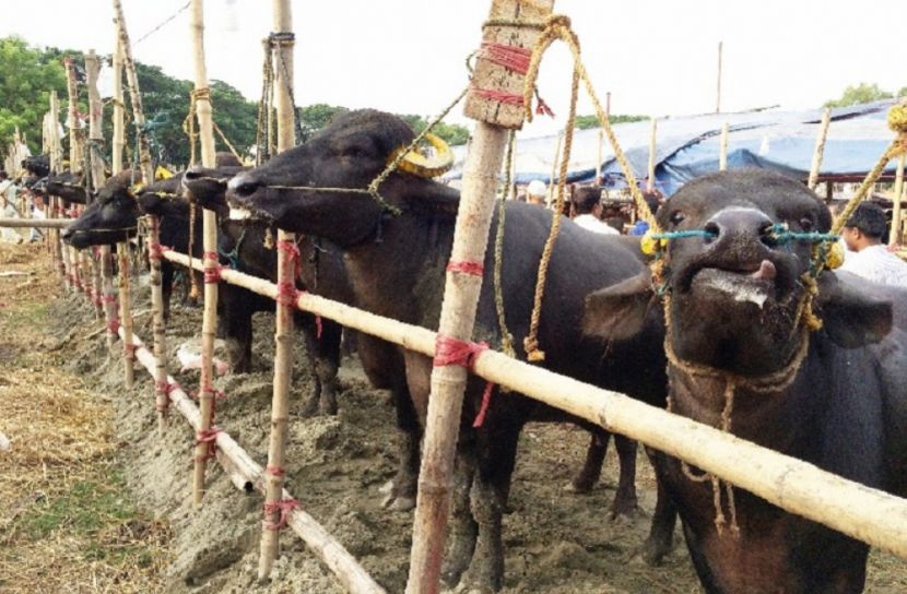 পীরগাছায় হচ্ছে মহিষের কৃত্রিম প্রজনন কেন্দ্র