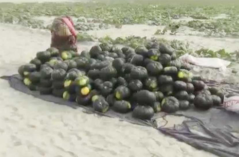 মিষ্টি কুমড়ায় সয়লাব গাইবান্ধা