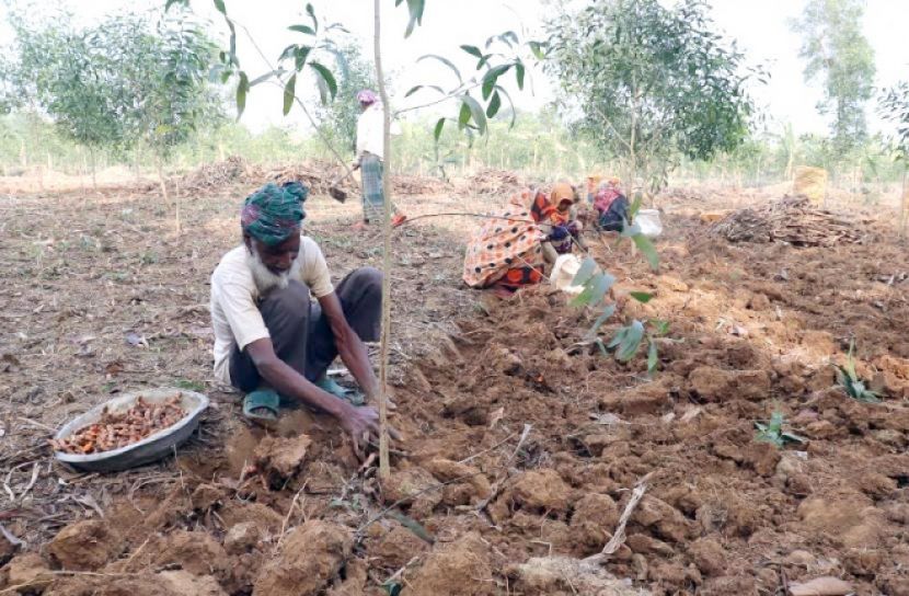 ময়মনসিংহে হলুদ চাষে আগ্রহ হারাচ্ছে কৃষক