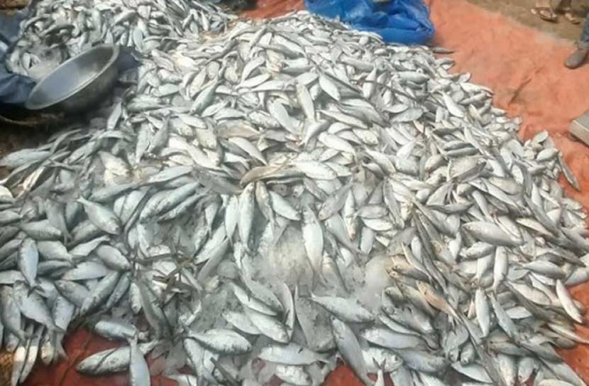 ৭৫০ কেজি জাটকা জব্দ