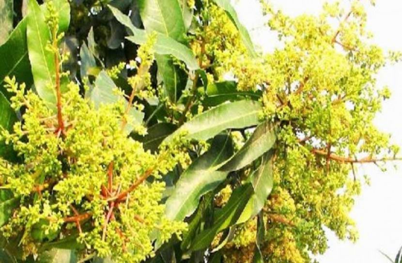 আমের মুকুল ছড়াচ্ছে সুরভিত ঘ্রাণ