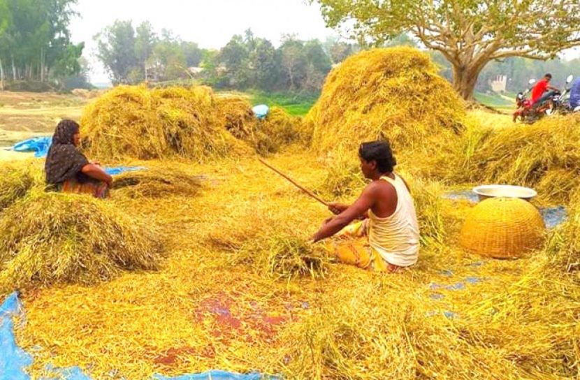 স্বল্প সময়ে অল্প খরচে সরিষার ব্যাপক ফলন 