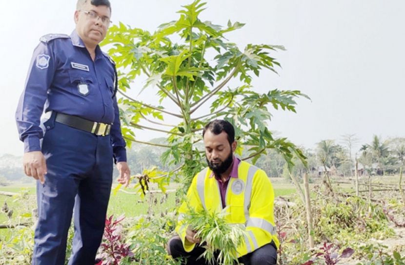 সবজি বাগানে গাঁজা চাষ