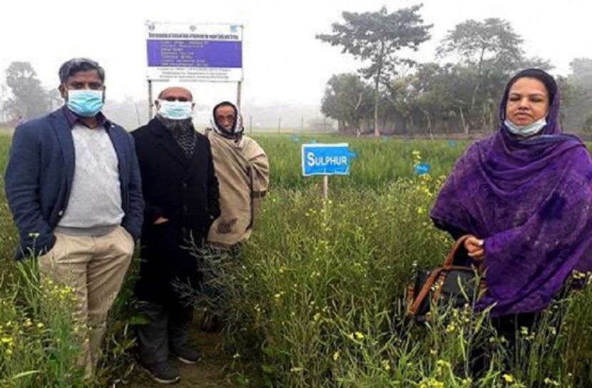 বাকৃবির গবেষণা: বোরন সারে শষ্য দানা পুষ্ট হয়