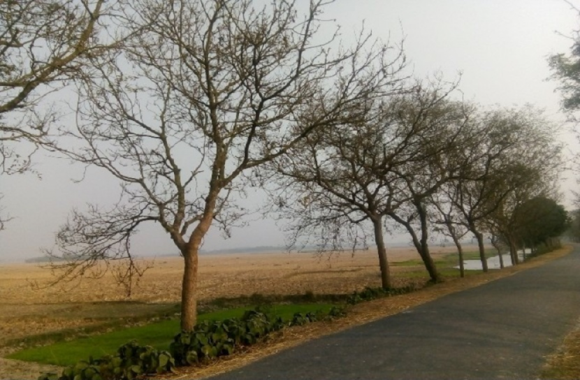 চাঁপাইনবাবগঞ্জে অজ্ঞাত রোগে মরছে গাছপালা