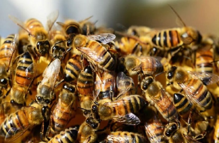 বেক্সিটে বিপাকে দেড় কোটি মৌমাছি