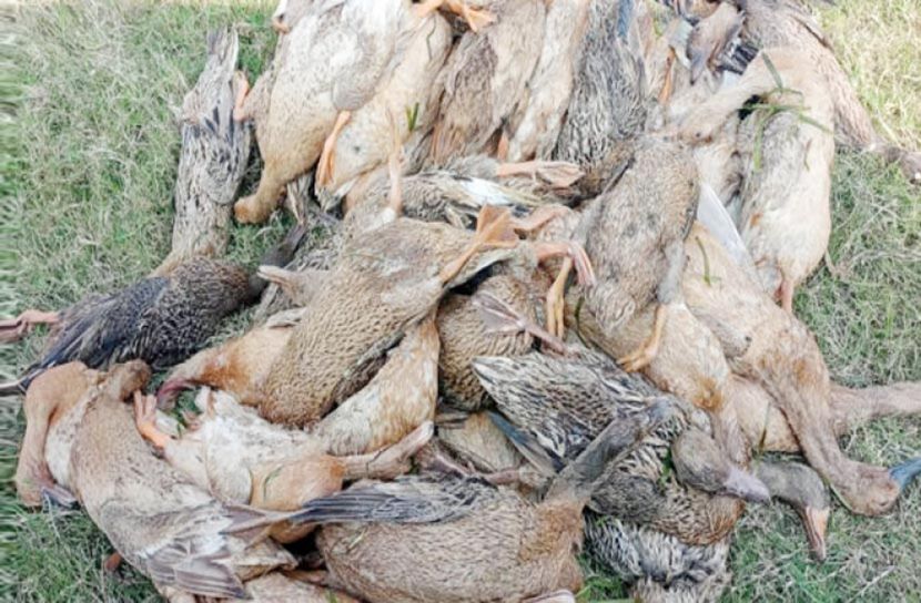 শিকারিদের বিষটোপে আড়াইশ হাঁসের মৃত্যু