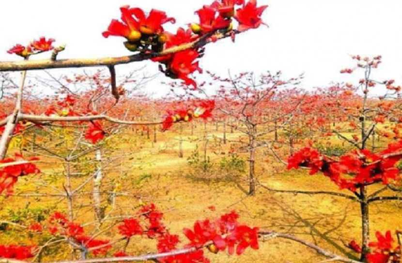 অপরুপ সুন্দর্যের হাতছানি