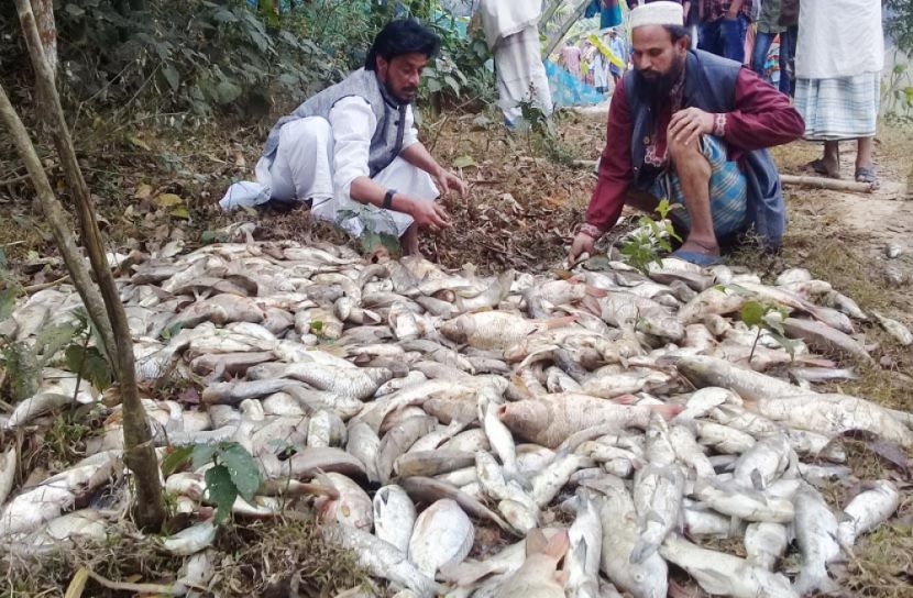 মাছের সঙ্গে এ কেমন শত্রুতা