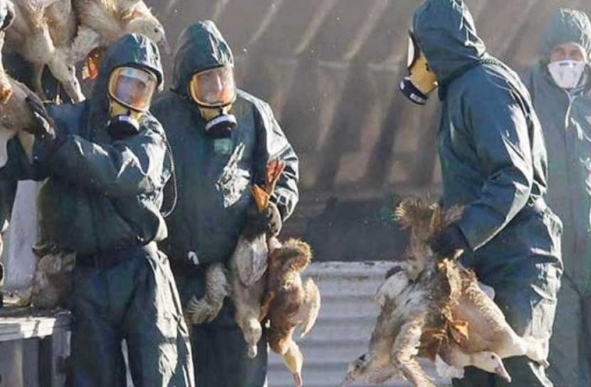 মানুষের দেহে প্রথম বার্ড ফ্লু শনাক্ত করেছে রাশিয়া