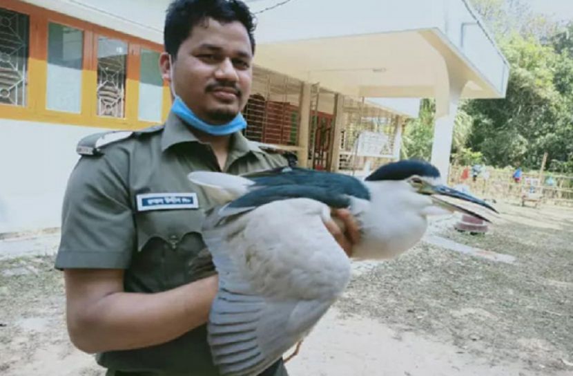 বিপন্ন প্রজাতির অসুস্থ নিশিবক উদ্ধার