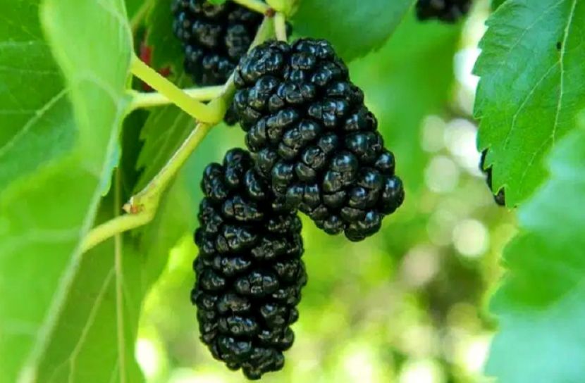 ফলের নাম ব্ল্যাক মালবেরি বা কালো তুঁত