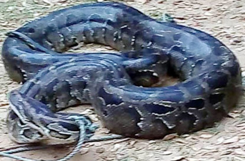 ১৫ ফুটের অজগর সুন্দরবনে অবমুক্ত