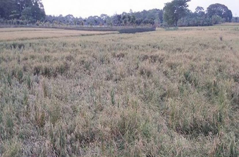 নেত্রকোনায় শিলাবৃষ্টিতে ফসলের ব্যাপক ক্ষতি