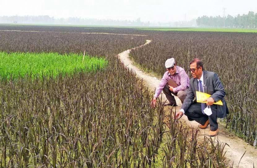 বিশ্ব রেকর্ড গড়তে যাচ্ছে ‘শস্যচিত্রে বঙ্গবন্ধু’