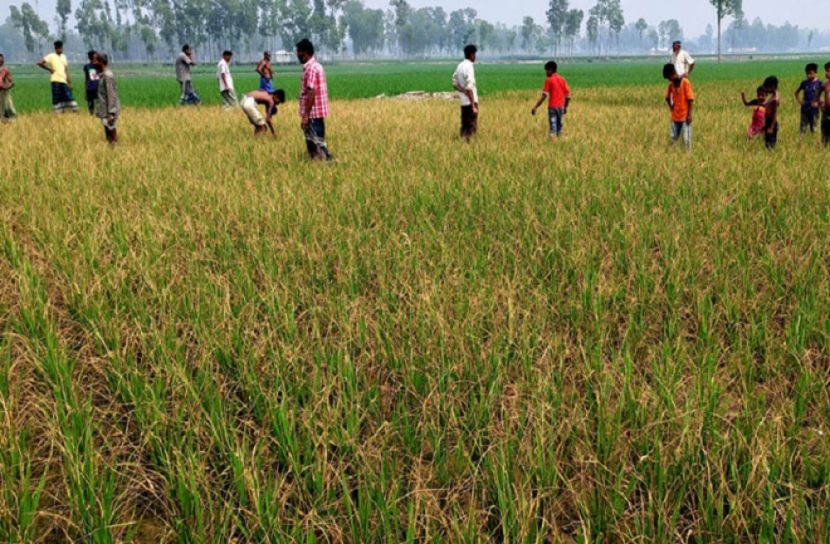 শত্রুর রোষানলে পুড়ে শেষ ৩ কৃষকের স্বপ্ন