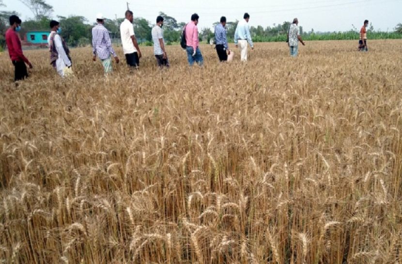 সমুদ্র উপকূলবর্তী জমিতে লবণাক্ত সহিষ্ণু গম উদ্ভাবন