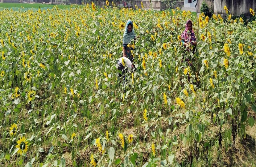 সূর্যমুখী ফুল দৃষ্টি কেড়েছে দুই প্রতিষ্ঠানের শিক্ষার্থীদের