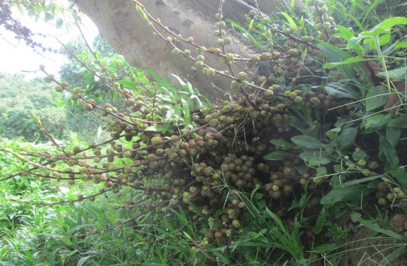 বিলুপ্তির পথে ‘চরবেক গাছ’