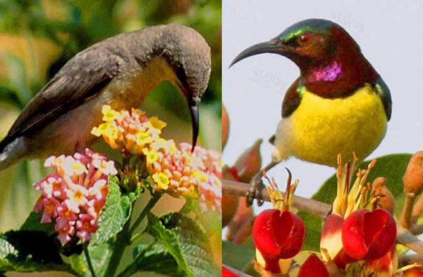 কোকিল পাখিদের দ্বিতীয় ‘মা’ মৌটুসি