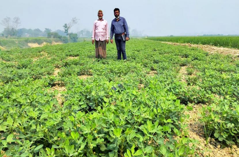 সফল বাদাম চাষি ইব্রাহিম সওদাগর