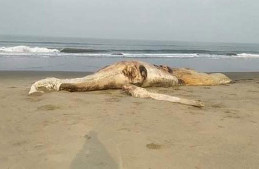 কক্সবাজার সৈকতে ভেসে এলো মৃত তিমি