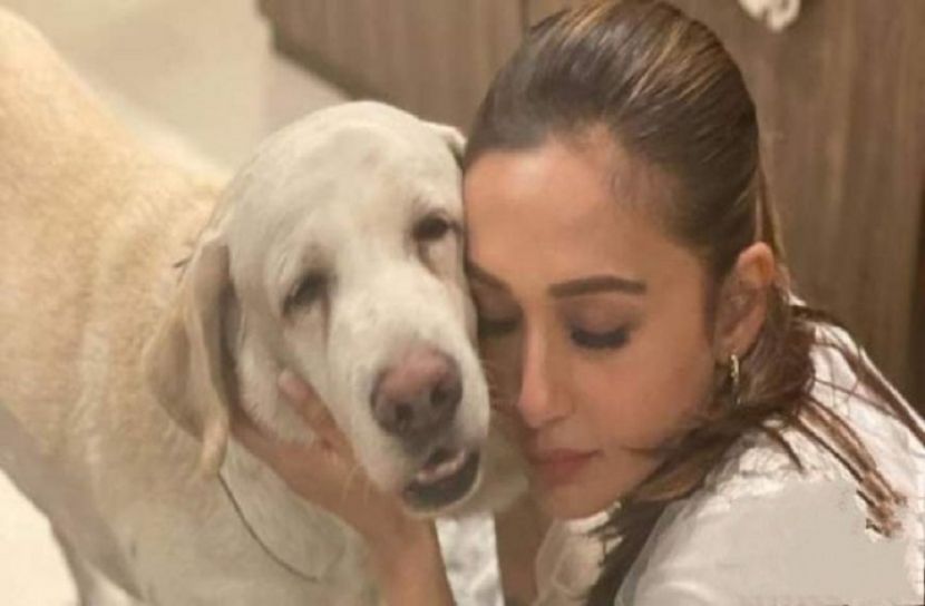 সন্তানসম চিকুকে হারিয়ে হাহাকারে সাংসদ মিমি