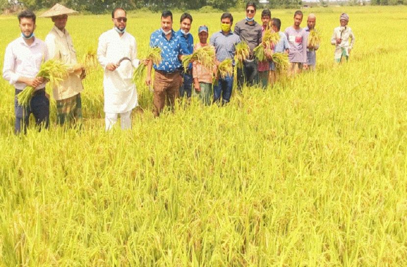 মৌলভীবাজারে বোরোর বাম্পার ফলন