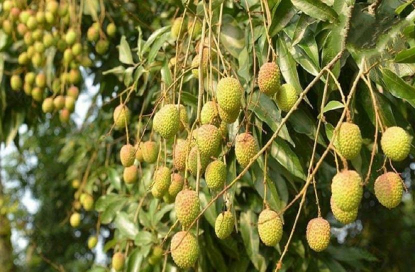 রাঙামাটিতে লিচুর বাম্পার ফলন