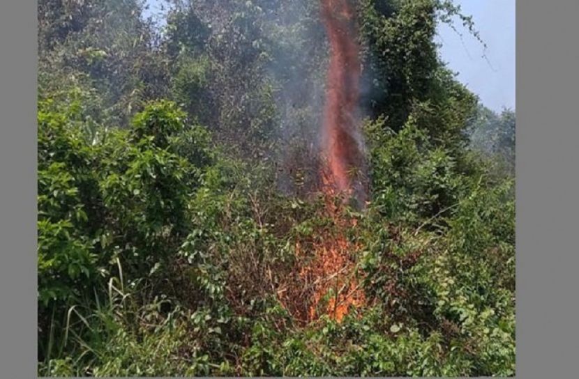 লাউয়াছড়া উদ্যান সংলগ্ন বনে আগুন