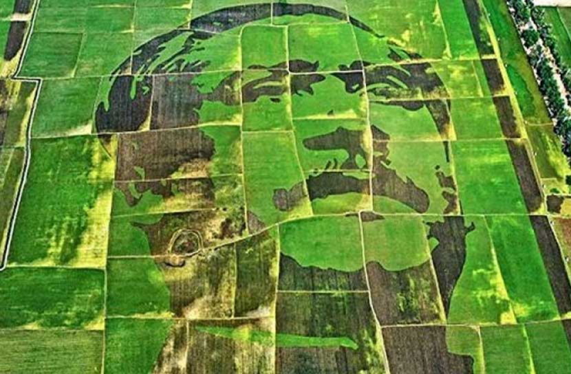 ‘শস্যচিত্রে বঙ্গবন্ধু’ প্রকল্পের ধান কাটা উৎসবের উদ্বোধন কাল