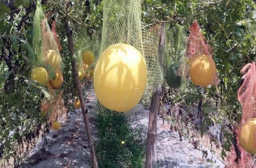 হলুদ তরমুজ চাষে সাফল্য