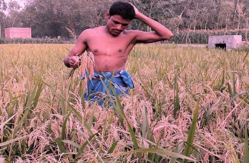  ব্লাস্ট সংক্রমণ কৃষকের মাথায় হাত