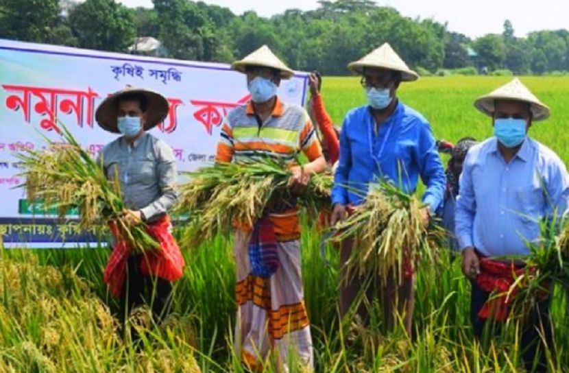 মানিকগঞ্জে ধানকাটা কর্মসূচির উদ্বোধন 